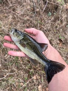 Largemouth Bass