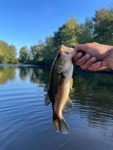 Largemouth Bass