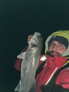 European Bass (Seabass)