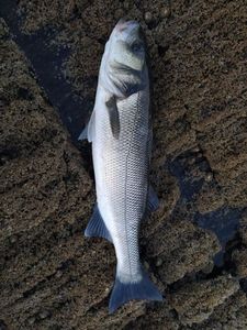 European Bass (Seabass)