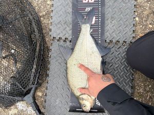 Common Bream
