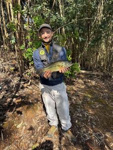 Largemouth Bass