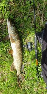 Northern Pike
