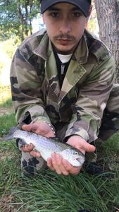 Rainbow Trout