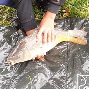 Leather Carp