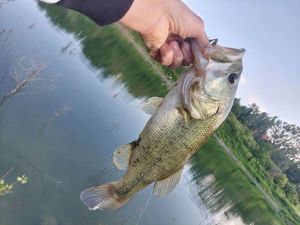 Largemouth Bass