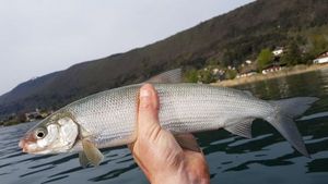 Lake Whitefish