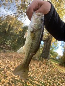 Largemouth Bass