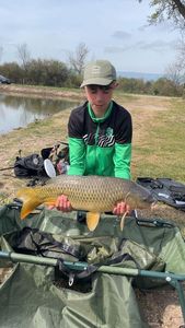 Common Carp