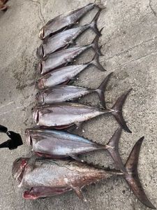 Albacore