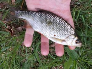 Roach