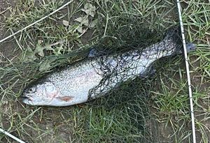 Rainbow Trout