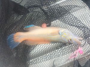 Cuckoo Wrasse