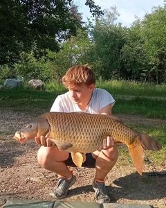 Common Carp