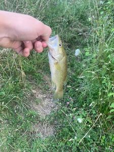 Largemouth Bass