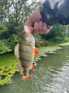 European Perch