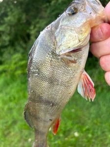 European Perch