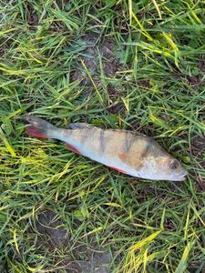 European Perch