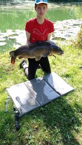 Common Carp