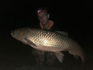 Grass Carp