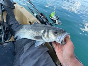 European Bass (Seabass)