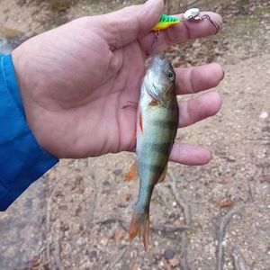 European Perch