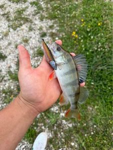 European Perch