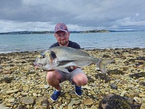 Gilthead Seabream