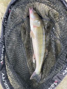 Zander