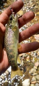 Brown Trout