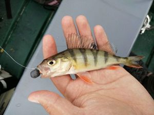European Perch