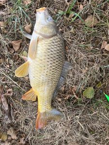 Common Carp