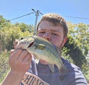 Largemouth Bass