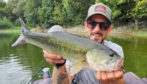 Largemouth Bass