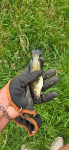 Black Bullhead