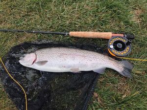 Rainbow Trout