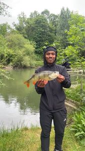 European Perch