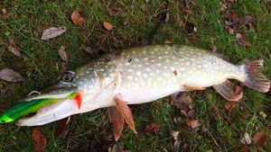 Northern Pike