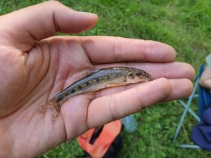 Gudgeon