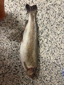 Lake Trout