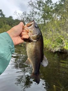 Largemouth Bass