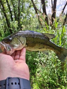 Largemouth Bass