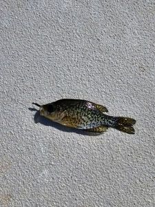 Black Crappie