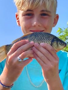 Common Carp
