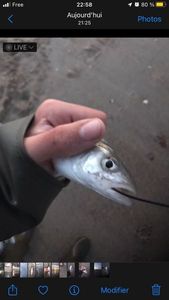 European Bass (Seabass)