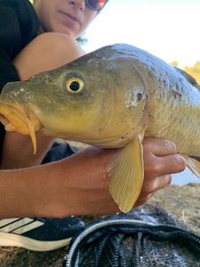 Common Carp
