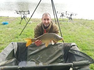 Common Carp