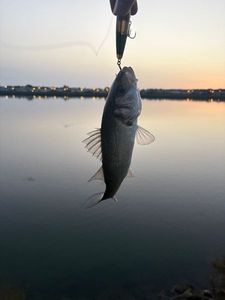 European Bass (Seabass)