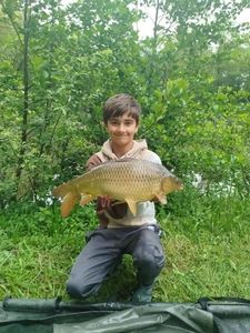 Common Carp