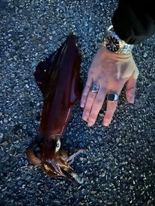 European Squid